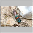 Chrysis illigeri - Goldwespe 02d 5mm OS-Wallenhorst-Tongrube-Lehmwiese.jpg